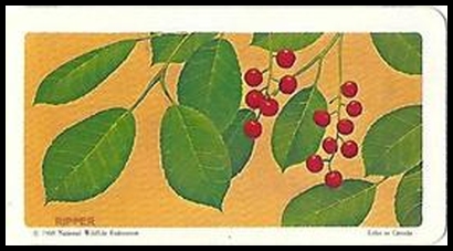 68BBTNA 36 Choke Cherry.jpg